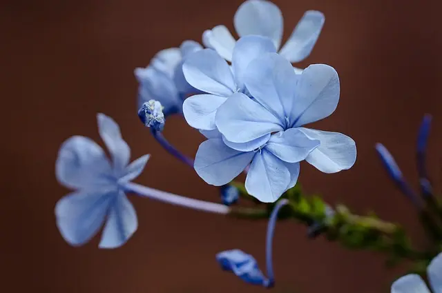 Cómo diseñar un jardín autóctono: beneficios y consejos prácticos