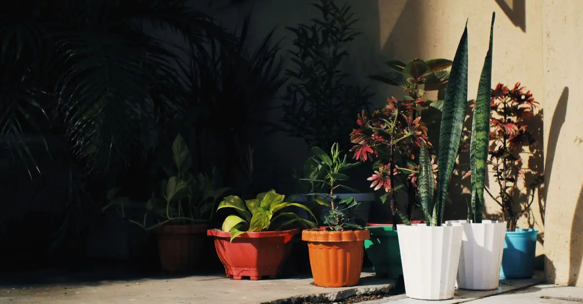 10 plantas ideales para jardines pequeños con poco sol