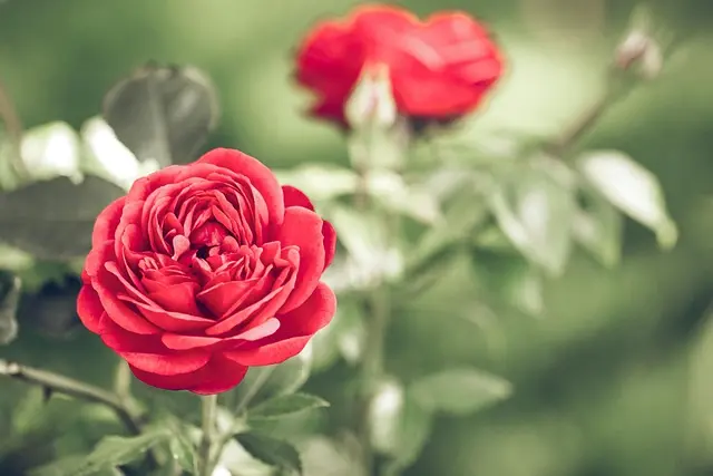 Errores comunes al crear un jardín y cómo evitarlos