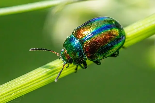 Cómo combatir plagas de manera orgánica en tu jardín