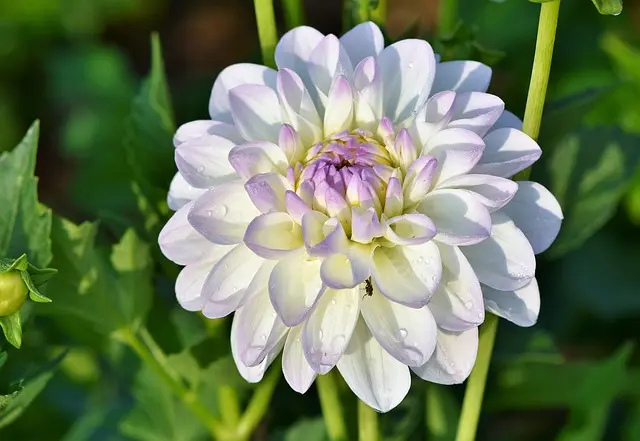 Cómo elegir las mejores plantas para tu jardín de sombra