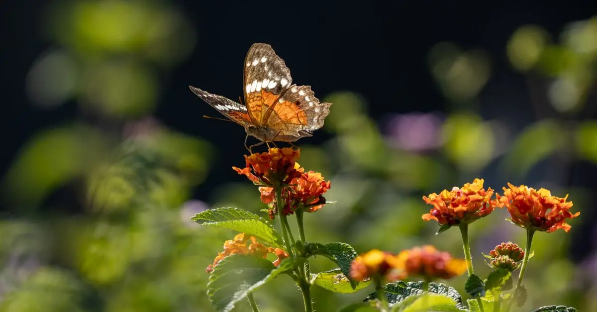 Cómo crear un jardín con flores autóctonas para atraer polinizadores