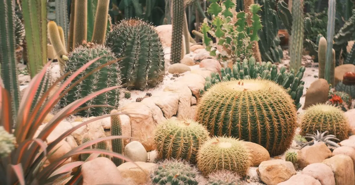 Cómo elegir las mejores plantas para climas cálidos