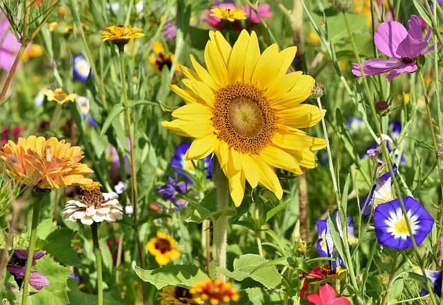 Errores comunes al iniciar un jardín y cómo evitarlos