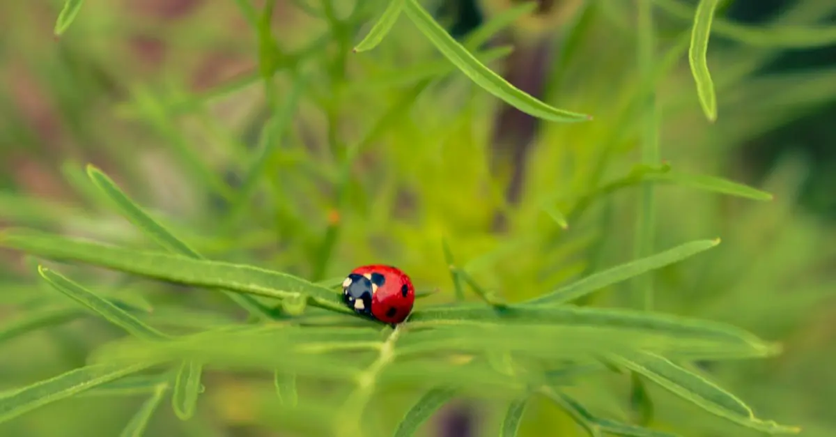 Insectos beneficiosos para el ecosistema de tu jardín