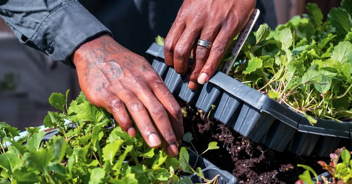 Cómo cultivar plantas medicinales en casa: guía práctica