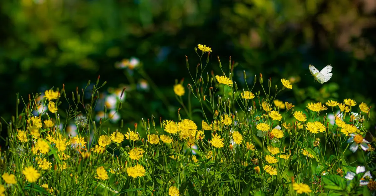 Cómo crear un jardín de flores silvestres: guía completa