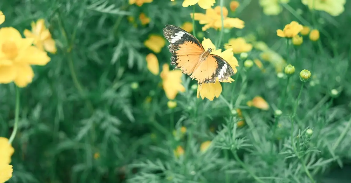 Cómo crear un jardín de flores silvestres para atraer polinizadores