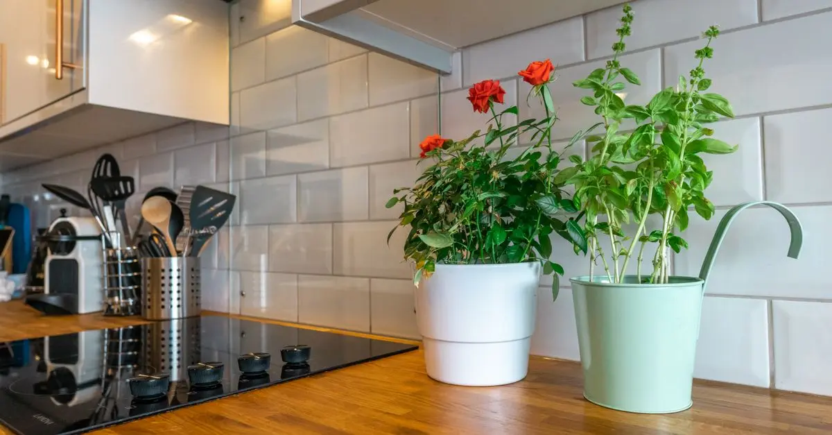 Cómo crear un jardín de hierbas aromáticas en casa