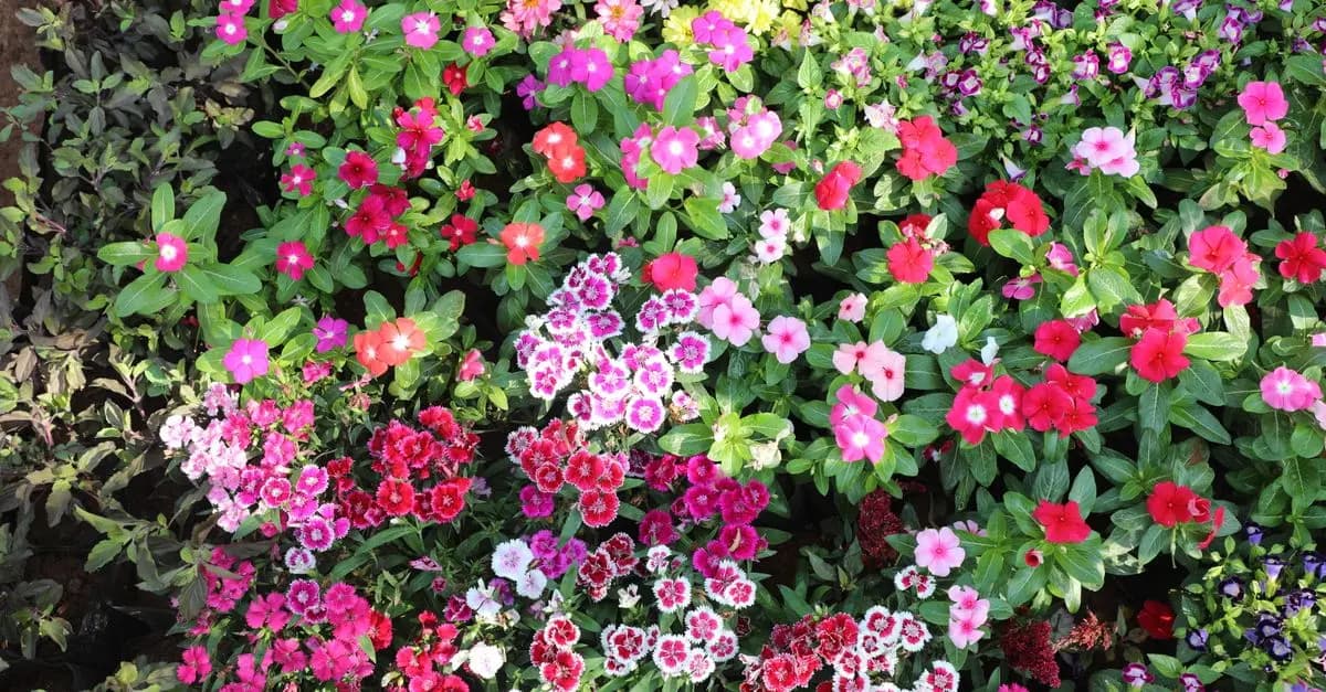Cómo elegir las mejores plantas para tu jardín de sombra