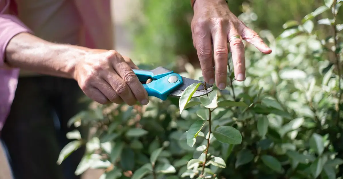Guía definitiva para la poda de árboles frutales