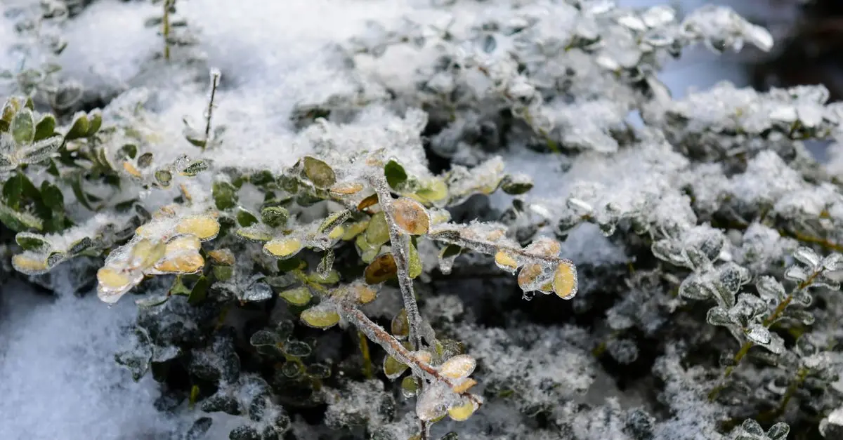 Cómo preparar tu jardín para el invierno