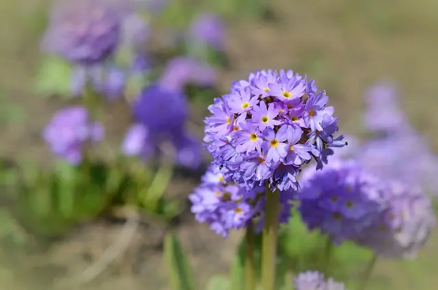 10 consejos para diseñar un jardín de flores resistente