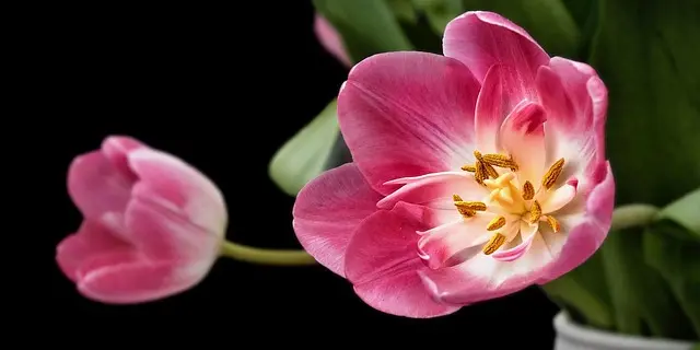 Cómo planificar un jardín ecológico: guía práctica