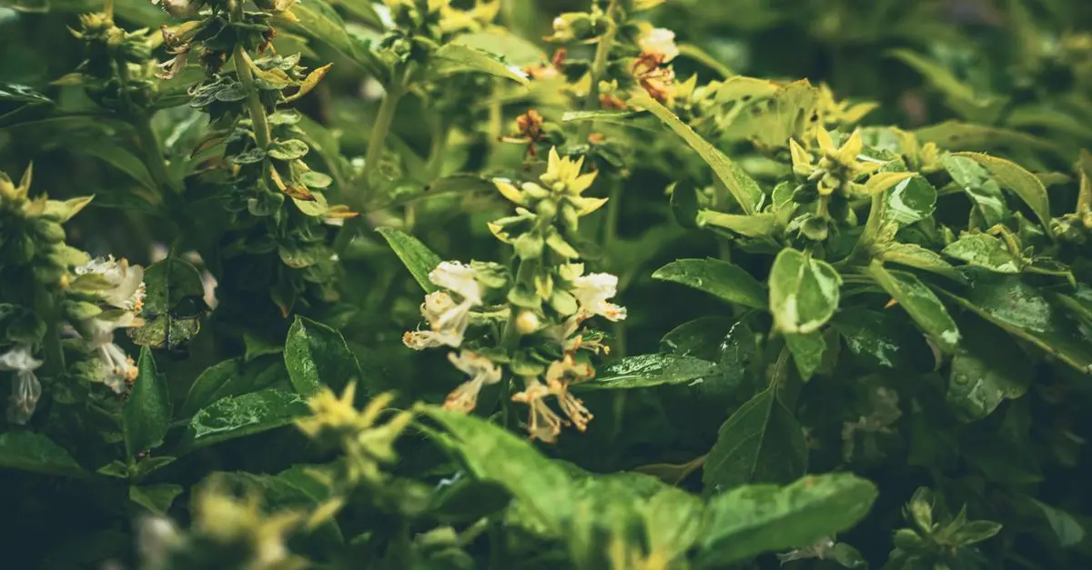 Cómo crear un jardín aromático en casa: guía práctica