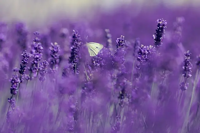 Cómo crear un jardín de flores silvestres que atraiga mariposas