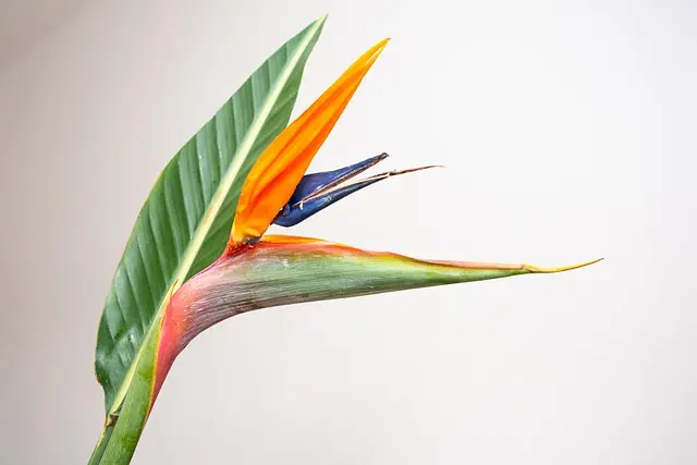 Cómo seleccionar plantas ideales para climas cálidos en tu jardín
