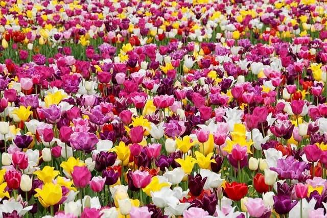 Cómo elegir el sustrato perfecto para tus plantas