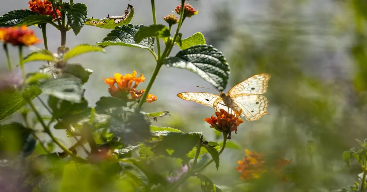 Cómo crear un jardín de flores que atraiga mariposas