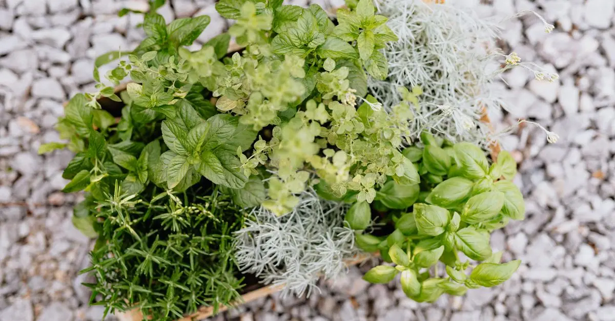 10 plantas aromáticas ideales para tu jardín