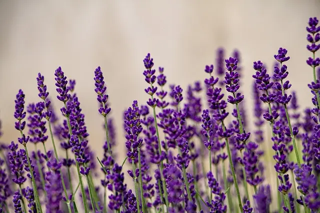 10 Plantas Resilientes para Jardines en Climas Cálidos