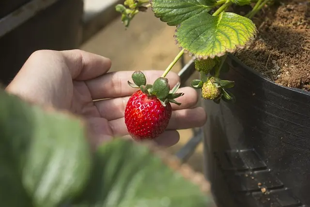 Cómo mejorar la salud del suelo en tu jardín