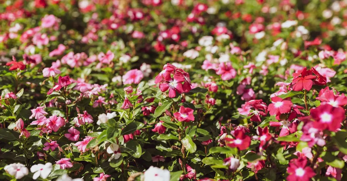 Cómo elegir las mejores plantas para tu jardín