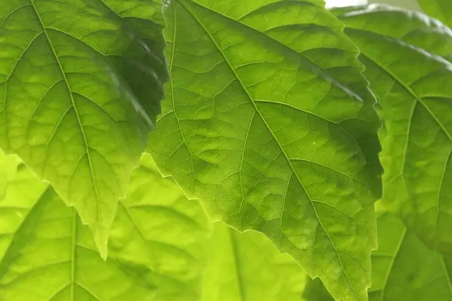 Cómo mantener tus plantas saludables en invierno
