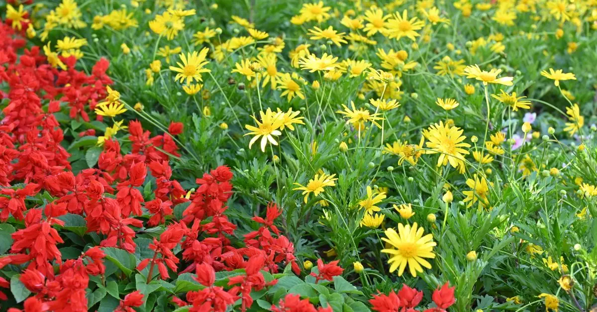 Cómo diseñar un jardín que florezca todo el año