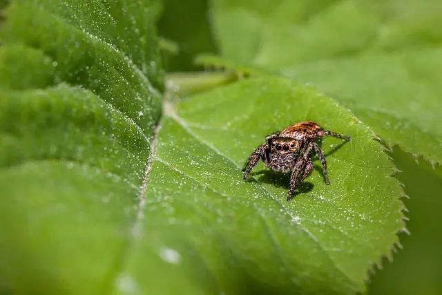 Cómo combatir plagas de forma orgánica en tu jardín