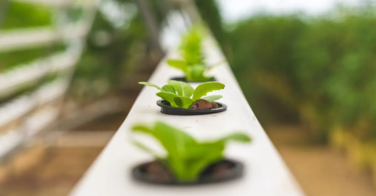 La hidroponía como alternativa de cultivo sostenible