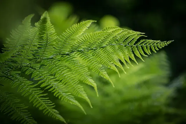 Cómo hacer un jardín ecológico en casa: guía paso a paso