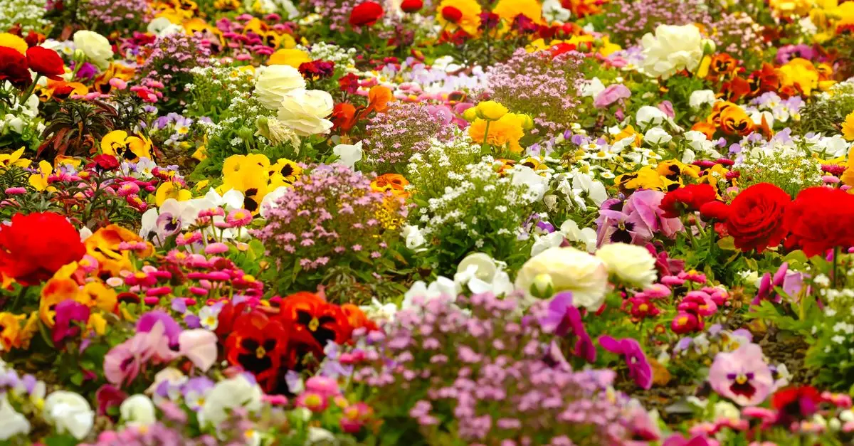 Cómo hacer un jardín de flores resistentes para todo el año