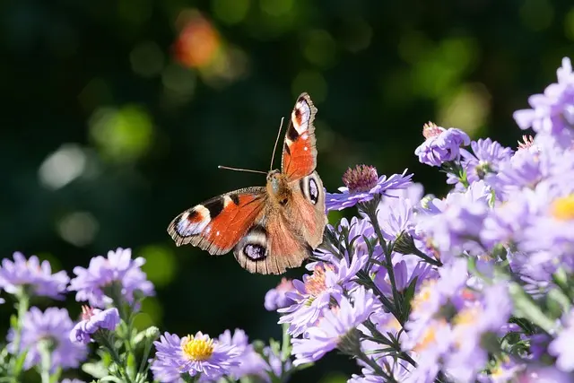 10 plantas que atraerán mariposas a tu jardín