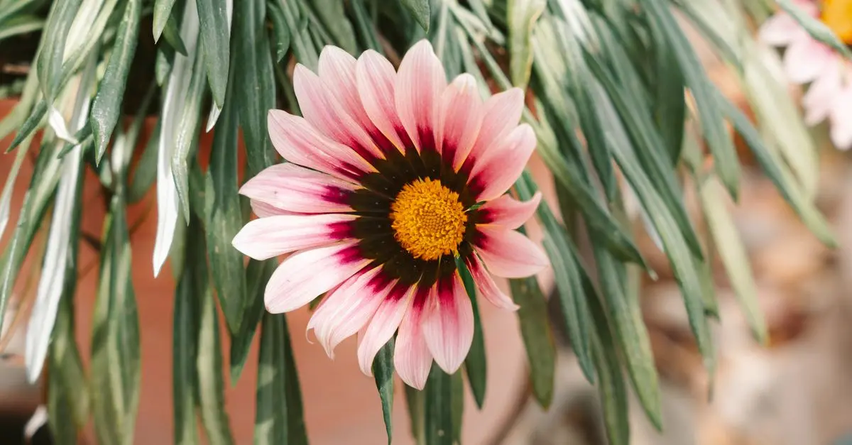 Errores frecuentes en la jardinería y cómo solucionarlos
