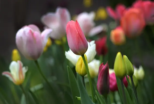 Cómo hacer un jardín de flores que florezca todo el año