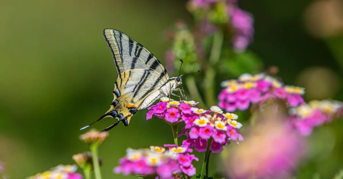 10 consejos para cultivar un jardín que atraiga mariposas