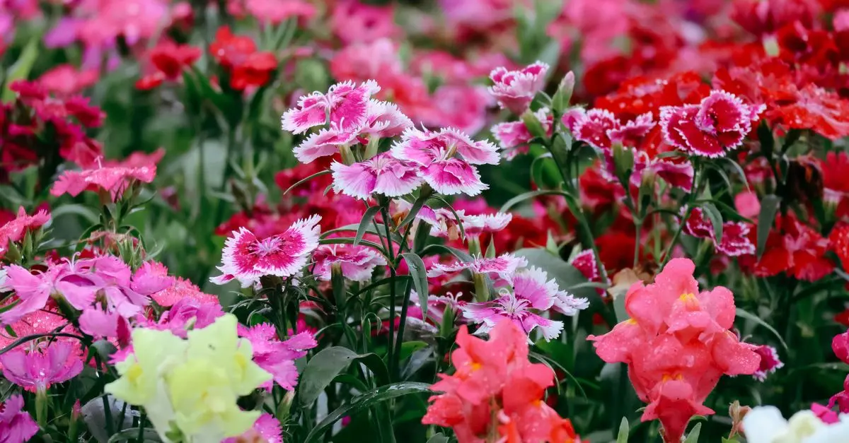 Cómo elegir las plantas ideales para tu jardín