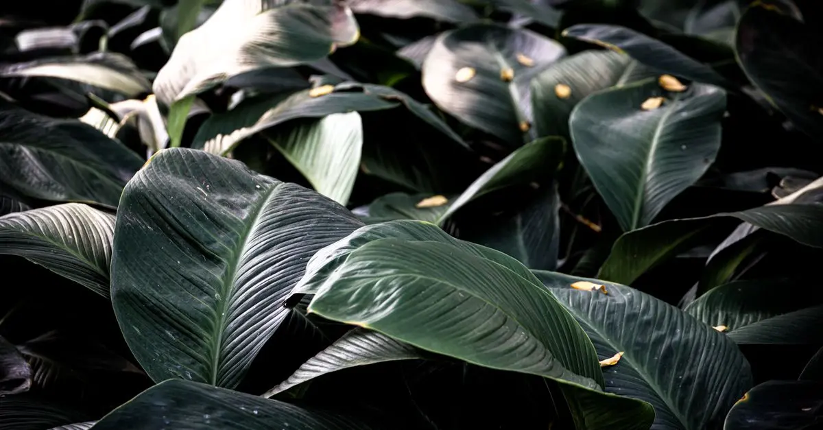Cómo elegir el césped adecuado para tu jardín