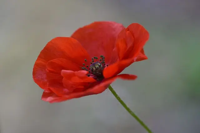 Cómo hacer un jardín de flores silvestres en casa: guía práctica
