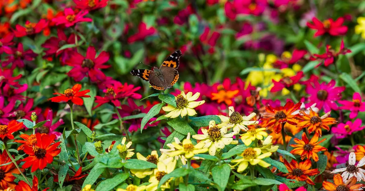 Cómo diseñar un jardín de flores que atraiga mariposas
