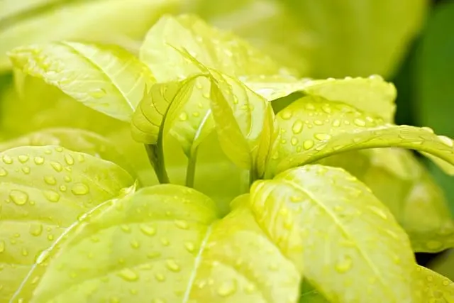 Cómo hacer un jardín decorativo con plantas autóctonas