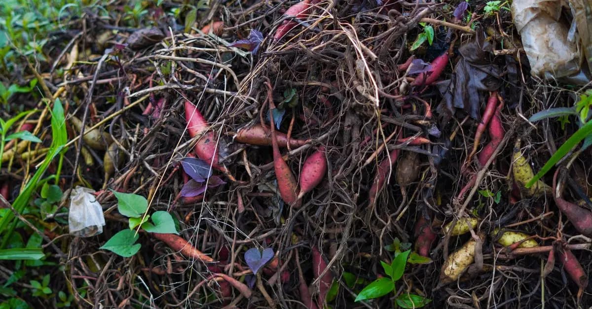 Mejorando el rendimiento del huerto con vermicompostaje