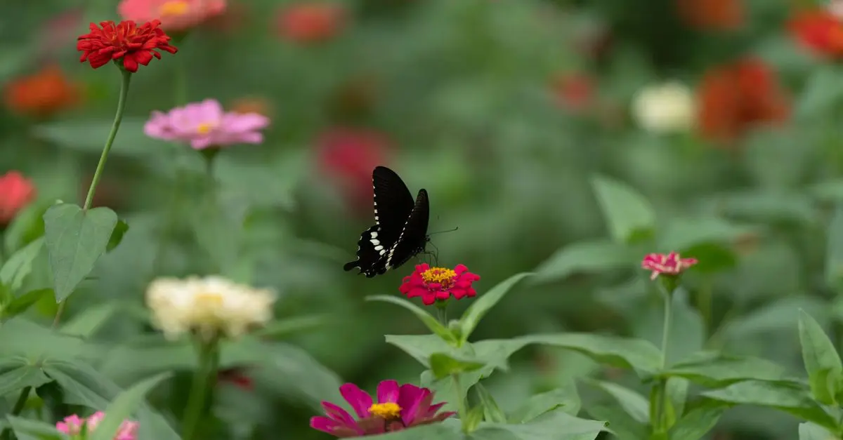 Cómo diseñar un jardín que atraiga mariposas y polinizadores
