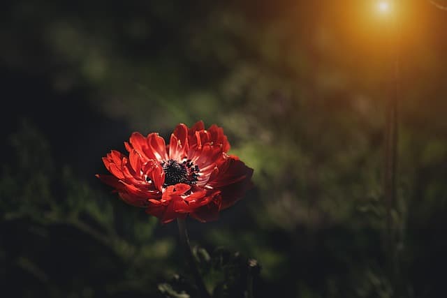 Cómo seleccionar las plantas ideales para tu jardín de sombra