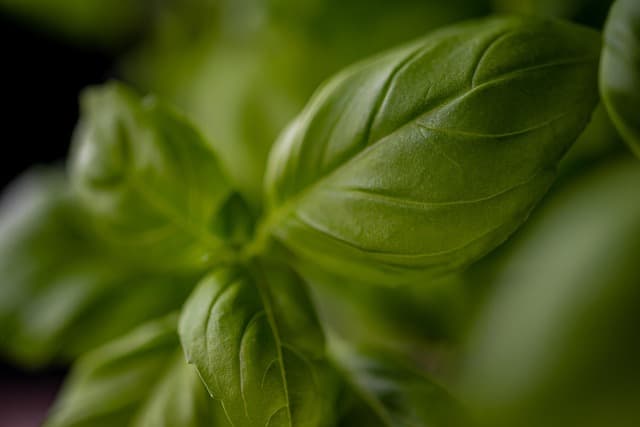 7 plantas aromáticas fáciles de cultivar en casa
