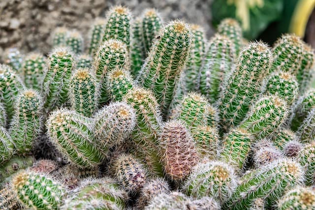 Cómo elegir plantas resistentes a la sequía para tu jardín