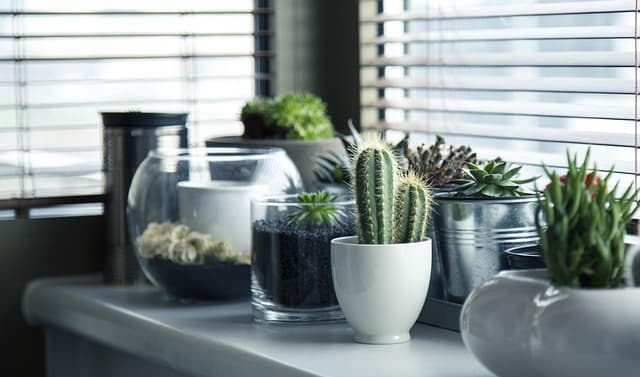 Cómo cultivar hierbas aromáticas en tu cocina: guía sencilla