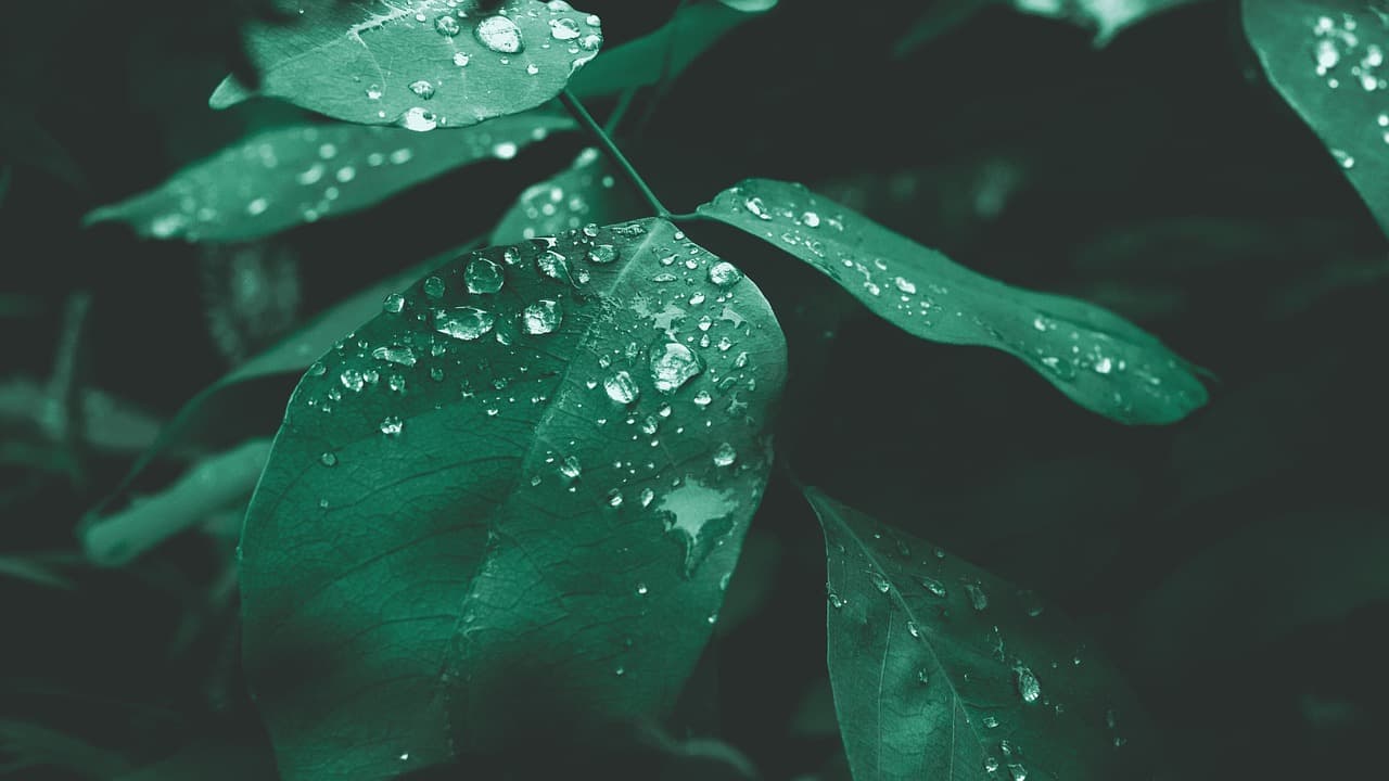 Cómo elegir el sustrato perfecto para tus plantas