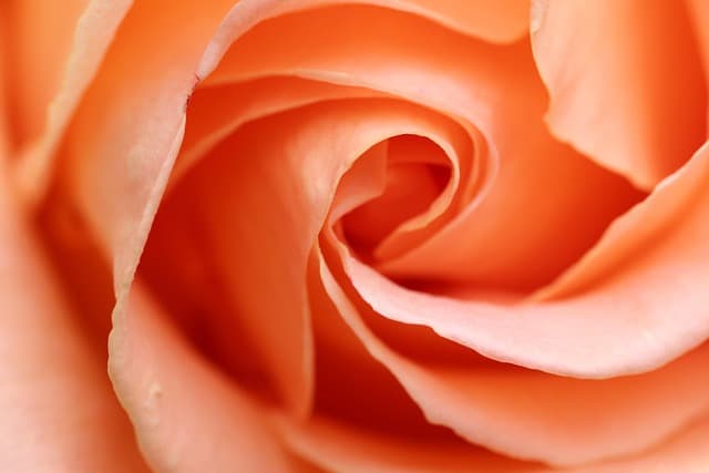 Cómo combinar flores y plantas en tu jardín para un efecto visual impactante
